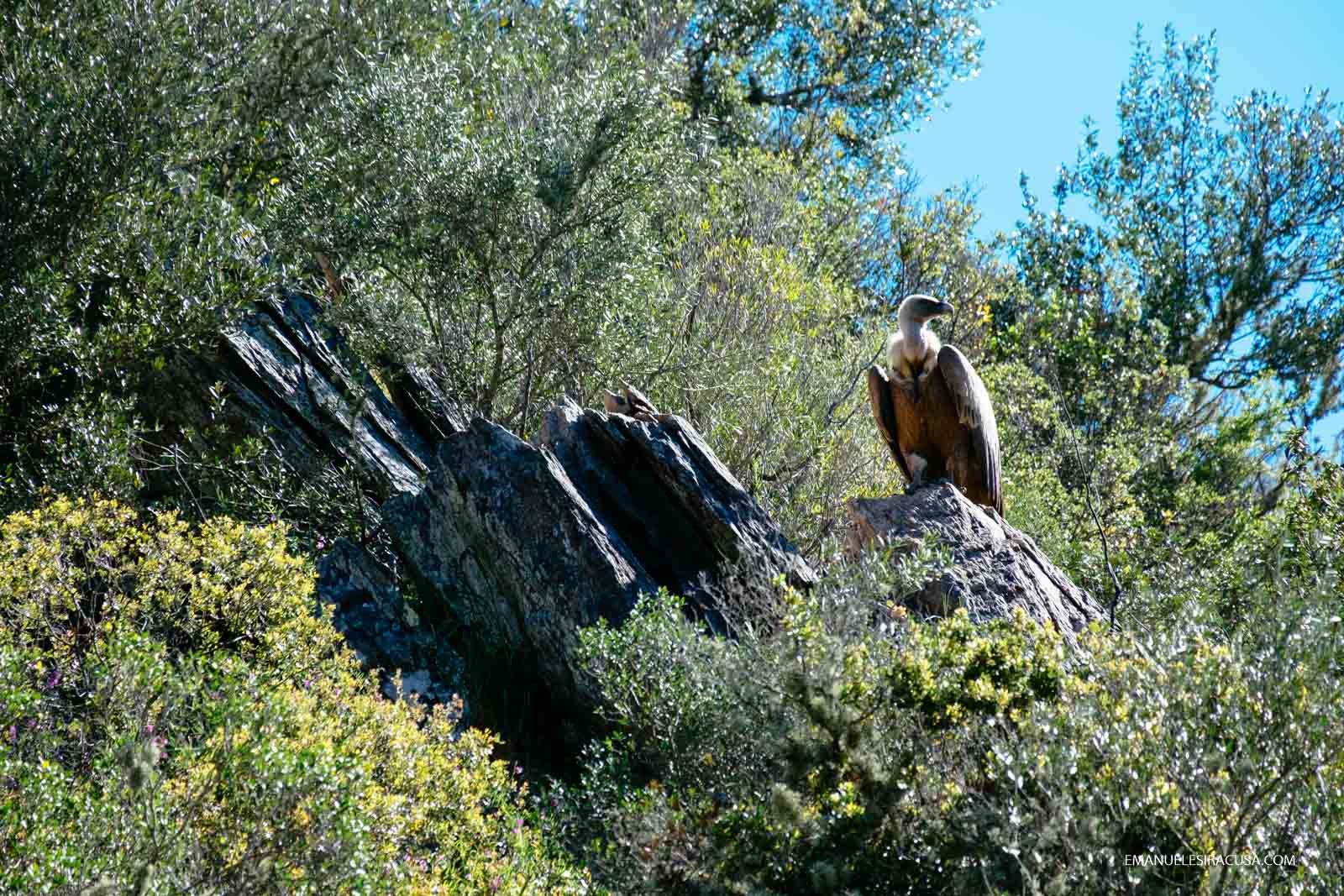 A vulture sits on a rock in the proximity of Malpica do Tejo, in the Tejo Internacional Natural Park, close to the Spain border, Malpica do Tejo, 2016