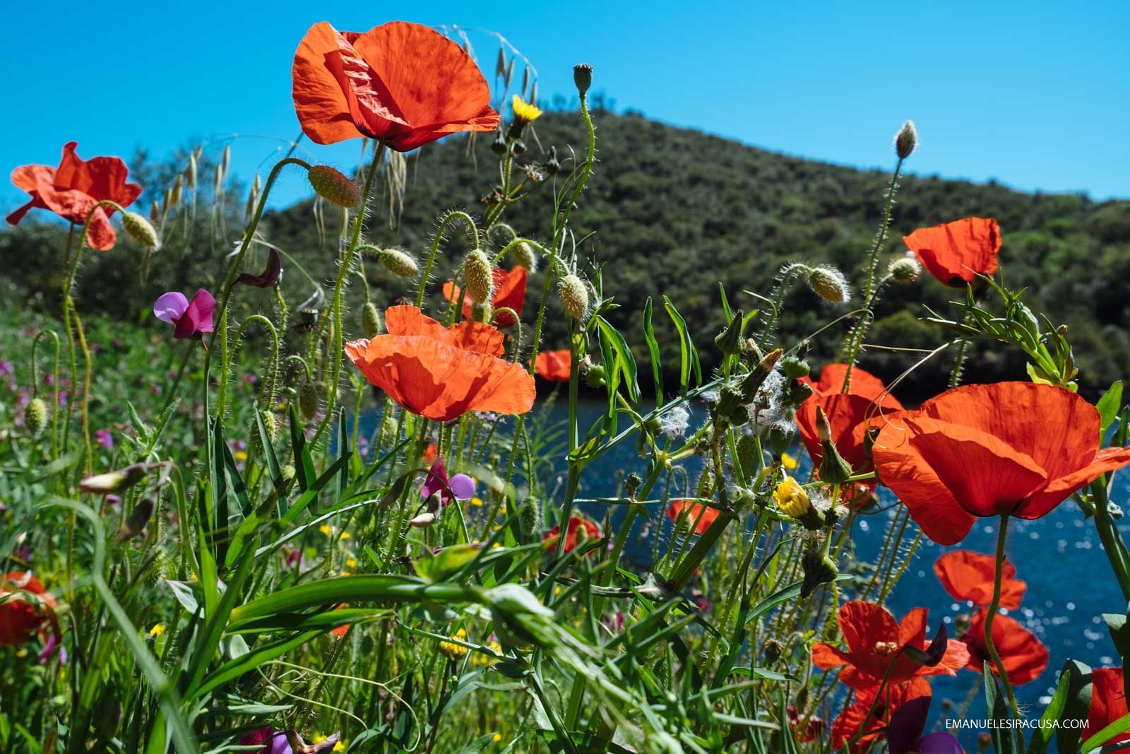 Red poppies on the Portuguese bank of the Tejo River in the Tejo Internacional Nature Park, Malpica do Tejo, 2016