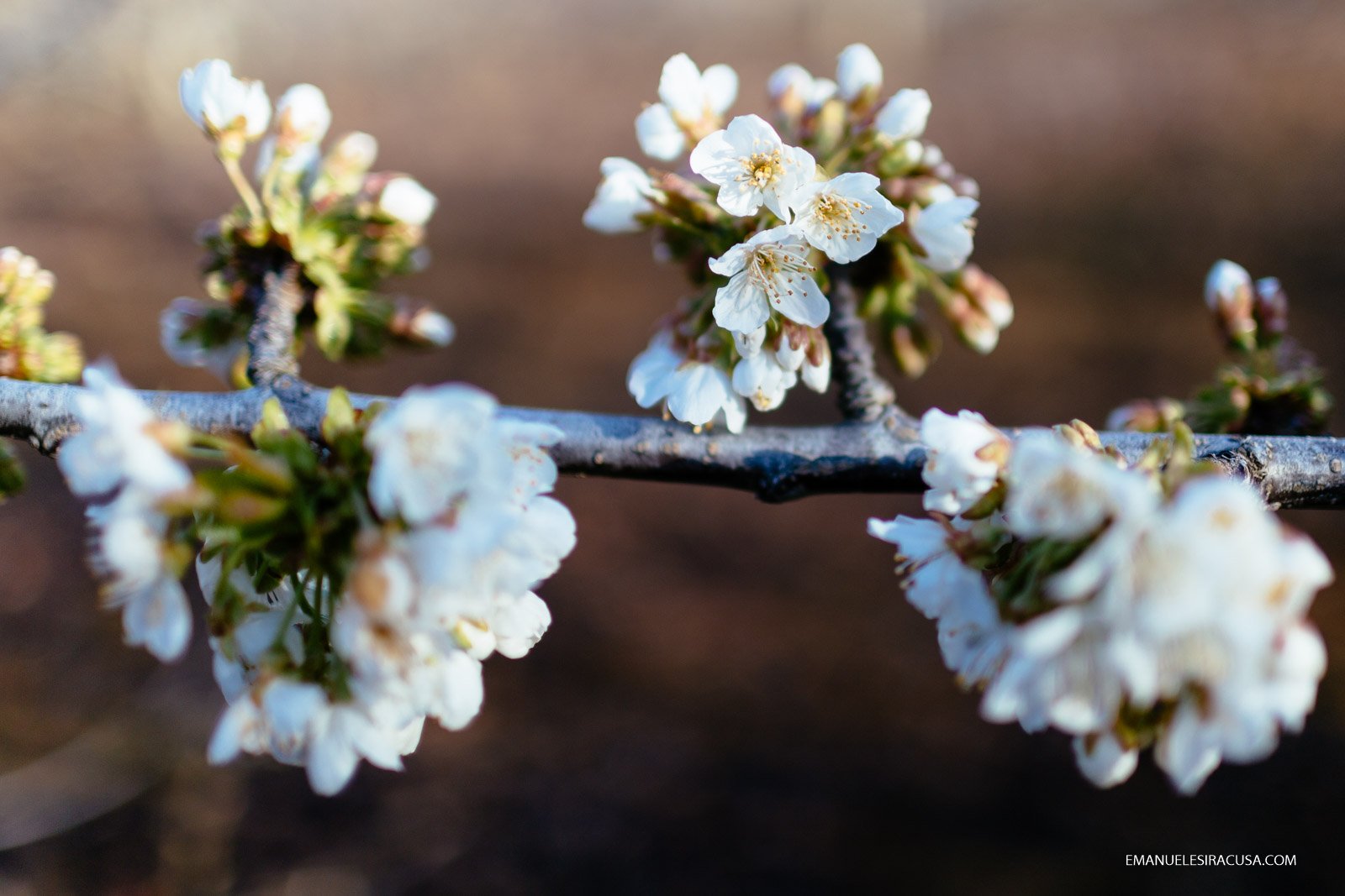 Cherry Blossoms, Fundao, 2016 - photo by Emanuele Siracusa for Nelson Carvalheiro Travel & Food and Centro de Portugal