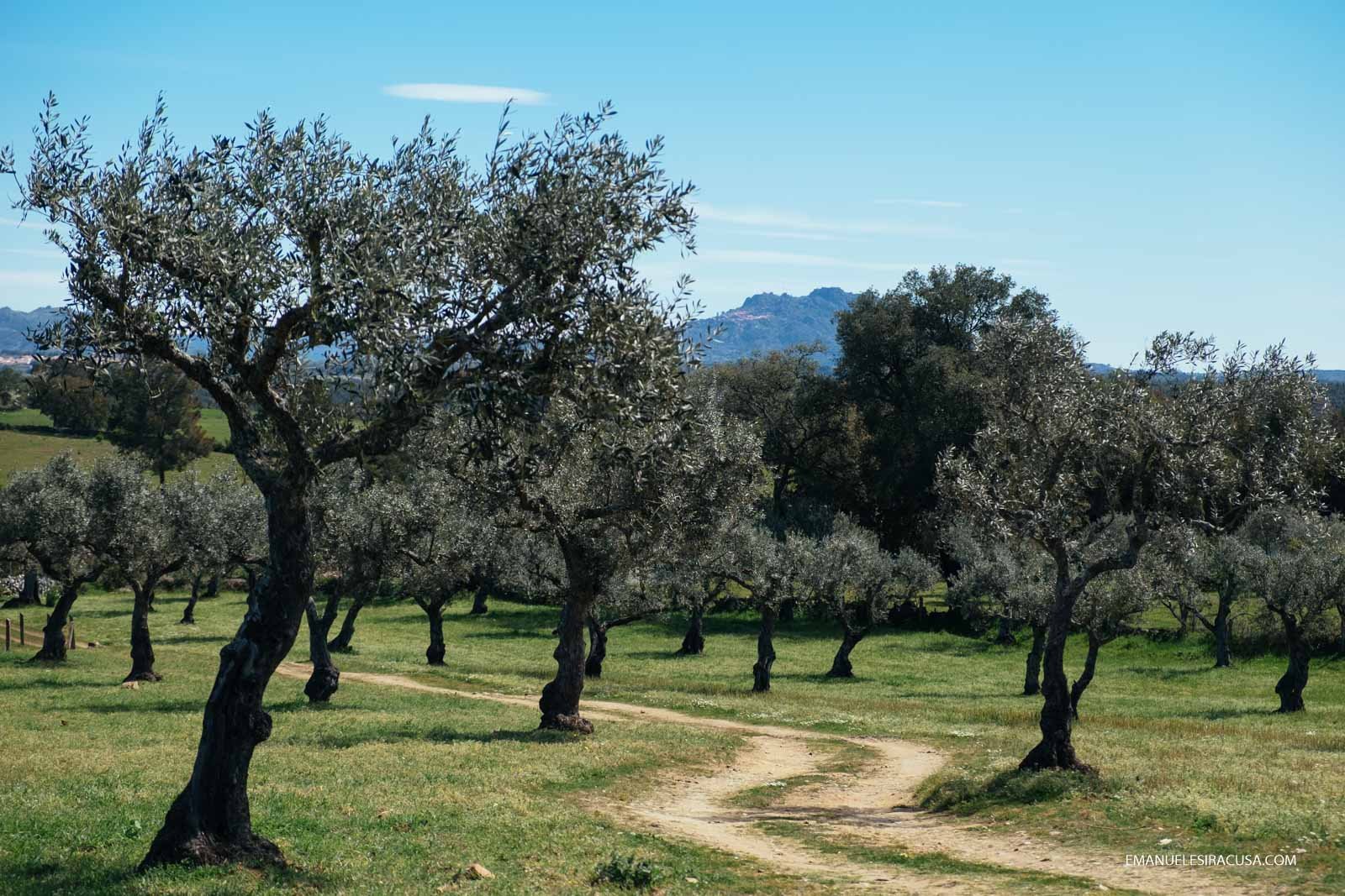 Olive trees with Monsanto's granitic island in the background, Proença a Velha, 2016